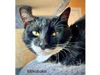 Adopt Milkshake a Black & White or Tuxedo Domestic Shorthair / Mixed cat in St.