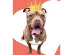Adopt Beans a Red/Golden/Orange/Chestnut - with White American Pit Bull Terrier