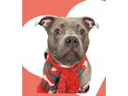 Adopt Baloo a Gray/Blue/Silver/Salt & Pepper Pit Bull Terrier / Mixed dog in