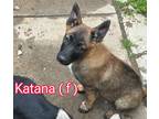 Adopt Katana a Brown/Chocolate - with Black Australian Cattle Dog / Husky /