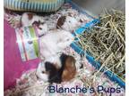 Adopt French Fry a Orange Guinea Pig / Mixed (short coat) small animal in El