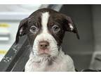 Adopt Aurora a Brown/Chocolate Mixed Breed (Medium) / Mixed Breed (Medium) /