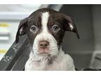 Adopt Aurora a Brown/Chocolate Mixed Breed (Medium) / Mixed dog in Newton