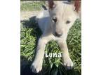 Adopt Luna a White Husky / German Shepherd Dog / Mixed dog in Norco