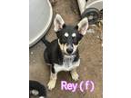 Adopt Rey a Black - with Tan, Yellow or Fawn Australian Cattle Dog / Husky /