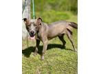 Adopt Mason a Gray/Blue/Silver/Salt & Pepper American Pit Bull Terrier / Mixed