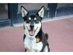 Adopt Max *Good with people* a White Husky / Mixed Breed (Medium) / Mixed (short