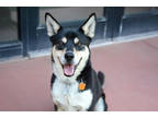 Adopt Max *Good with people* a White Husky / Mixed dog in Sedona, AZ (35549098)