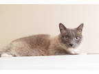 Adopt Alan a Calico or Dilute Calico Domestic Shorthair / Mixed Breed (Medium) /