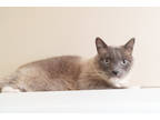 Adopt Alan a Gray or Blue Domestic Shorthair / Domestic Shorthair / Mixed cat in