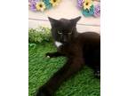 Adopt Glen a All Black Domestic Shorthair / Domestic Shorthair / Mixed cat in