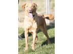 Adopt Teddy a Red/Golden/Orange/Chestnut Labrador Retriever / Mixed dog in