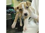 Adopt Binky a Tan/Yellow/Fawn Terrier (Unknown Type, Medium) / Mixed Breed