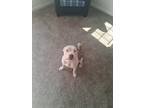 Adopt Ellie a Brown/Chocolate American Pit Bull Terrier dog in Grand Rapids