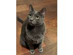 Adopt Morris a Gray or Blue Russian Blue / Mixed (medium coat) cat in Portola