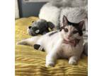 Adopt Phoebe a White (Mostly) Domestic Shorthair / Mixed (short coat) cat in