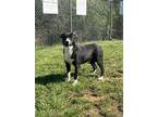 Adopt Moe a Black Mixed Breed (Large) / Mixed dog in Blue Ridge, GA (40727171)