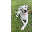 Adopt Frostine a White Mixed Breed (Medium) / Mixed Breed (Medium) / Mixed