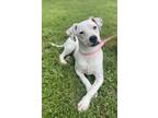 Adopt Frostine a White Mixed Breed (Medium) / Mixed dog in Houston