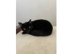 Adopt Minnie a All Black Domestic Shorthair / Mixed (short coat) cat in League