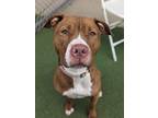 Adopt Alice a Red/Golden/Orange/Chestnut American Pit Bull Terrier / Mixed dog