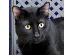 Adopt Shadow a Domestic Shorthair / Mixed cat in Fort Davis, TX (41125444)