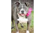 Adopt Rio a Black American Pit Bull Terrier / American Staffordshire Terrier /