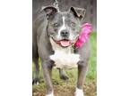Adopt Rio a Gray/Blue/Silver/Salt & Pepper American Pit Bull Terrier / American