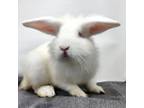 Adopt Rodney a White Satin / Mixed (short coat) rabbit in Largo, FL (41100483)