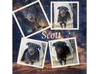 Adopt Scott a Black Rottweiler / Mixed dog in Amarillo, TX (41116337)