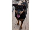 Adopt Phoebe a Black Rottweiler / Mixed Breed (Medium) / Mixed (short coat) dog