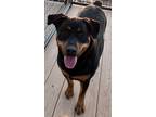 Adopt Phoebe a Black Rottweiler / Mixed dog in Amarillo, TX (39545084)