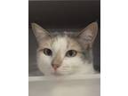 Adopt Hazy a Gray or Blue Domestic Shorthair / Domestic Shorthair / Mixed cat in