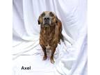 Adopt Axel a Brindle American Pit Bull Terrier / Boxer / Mixed (short coat) dog