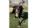 Adopt Nathan a Black Boxer / Mixed dog in Fresno, CA (40869273)