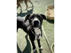 Adopt Wanya a Black Boxer / Mixed dog in Fresno, CA (40869276)
