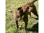 Adopt Reba a Brown/Chocolate American Pit Bull Terrier / Mixed Breed (Medium) /