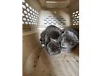 Adopt Hershel a Gray or Blue Domestic Shorthair / Domestic Shorthair / Mixed cat