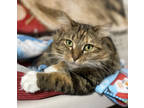 Adopt Angie a Brown Tabby Domestic Longhair / Mixed Breed (Medium) / Mixed