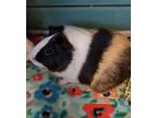 Adopt Oreo a Black Guinea Pig / Guinea Pig / Mixed small animal in Chesapeake