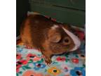Adopt Brownie a Blonde Guinea Pig / Guinea Pig / Mixed (short coat) small animal