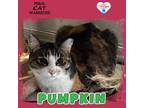 Adopt Pumpkin a Domestic Shorthair / Mixed (short coat) cat in Kingman