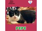 Adopt Pepe a Domestic Shorthair / Mixed (short coat) cat in Kingman