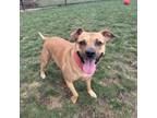 Adopt Daisy Mae a Tan/Yellow/Fawn Mixed Breed (Small) / Mixed Breed (Medium) /