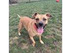 Adopt Daisy Mae a Tan/Yellow/Fawn Mixed Breed (Large) / Mixed dog in Dubuque