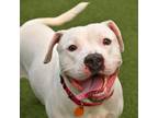 Adopt Blue 21D a White American Pit Bull Terrier / Mixed dog in Cleveland