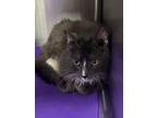 Adopt Chalie a Gray or Blue Domestic Longhair / Mixed Breed (Medium) / Mixed