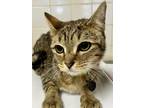 Adopt Belize a Brown Tabby Domestic Shorthair / Mixed Breed (Medium) / Mixed