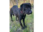 Adopt Ace a Black Labrador Retriever / Mixed Breed (Medium) / Mixed (short coat)