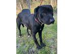 Adopt Ace a Black Labrador Retriever / Mixed dog in Conway, SC (40994690)